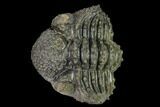 Wide Enrolled Drotops Trilobite - Spiny Phacopid #169566-2